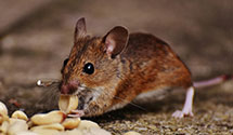 24 Hour & Emergency Exterminators in Cataldo, ID
